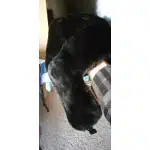 Wojskowa uszanka rosyjska photo review